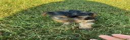 Yorkshire Terrier dogs for sale: Tiny Sasha  - Ad 3