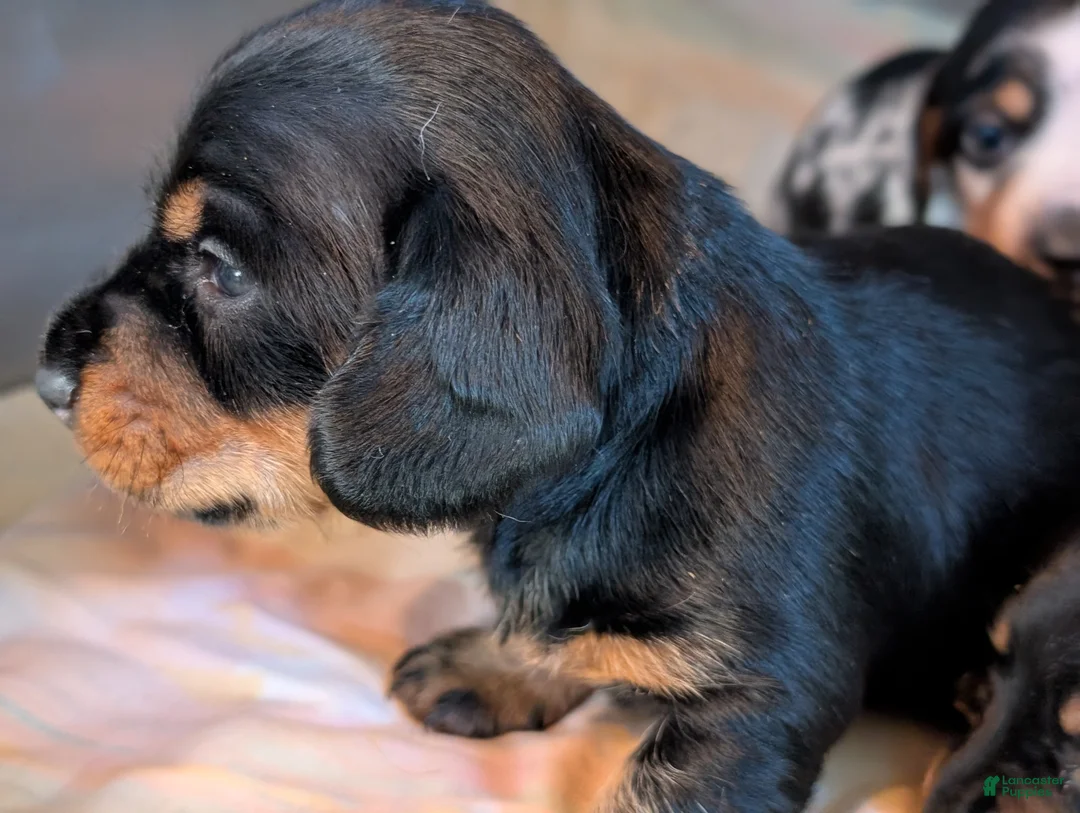 Miniature Dachshund dogs for sale: Black and tan Miniature Dachshund Puppy 1 - Ad 4