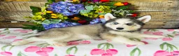 Siberian Husky dogs for sale: Lavender  - Ad 3