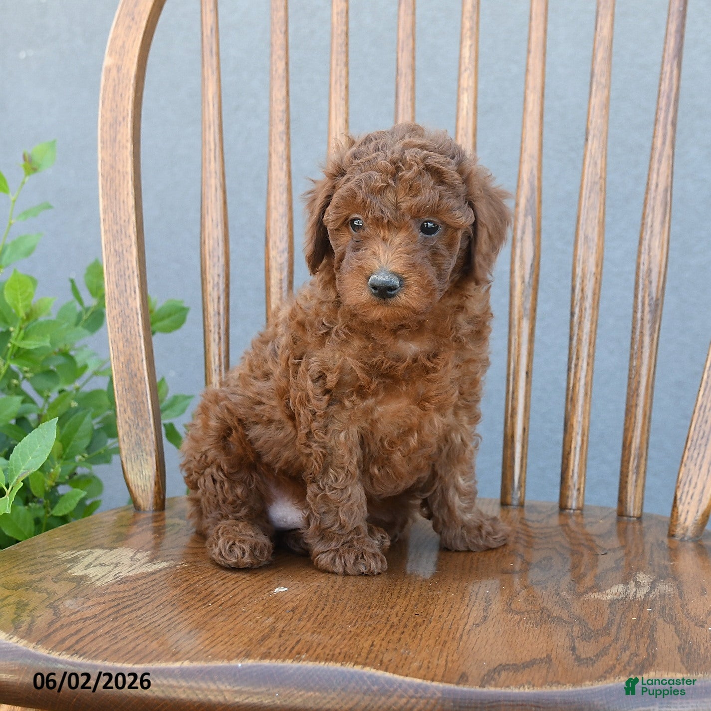 Miniature Poodle dogs for sale: Tristan - Ad 5