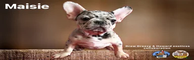 French Bulldog Puppy 5