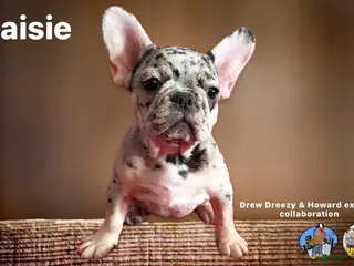 French Bulldog dogs French Bulldog Puppy 5 - Ad 25