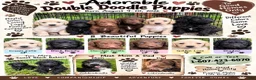 Double Doodle dogs for sale: Double Doodle 2 - Ad 2