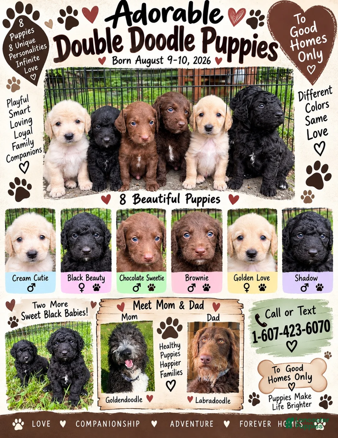 Double Doodle dogs for sale: Double Doodle 2 - Ad 2