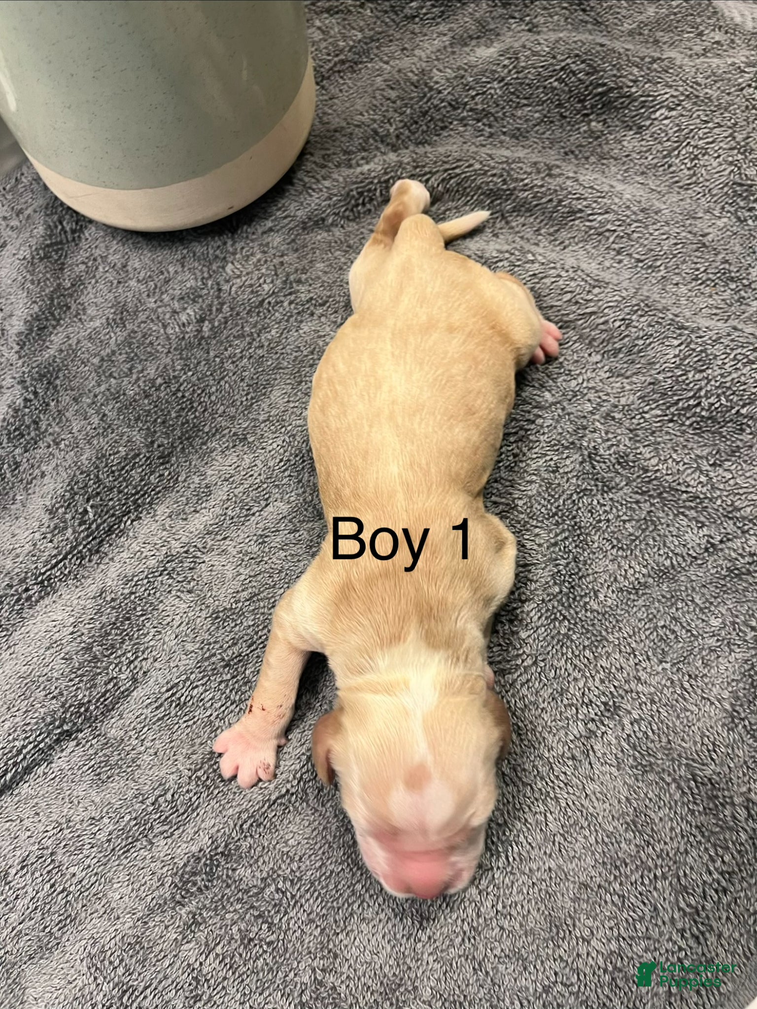 Cocker Spaniel dogs Cocker Spaniel Puppy 1 - Ad 1