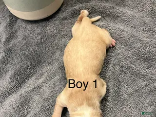Cocker Spaniel dogs for sale: Cocker Spaniel Puppy 1 - Ad 1