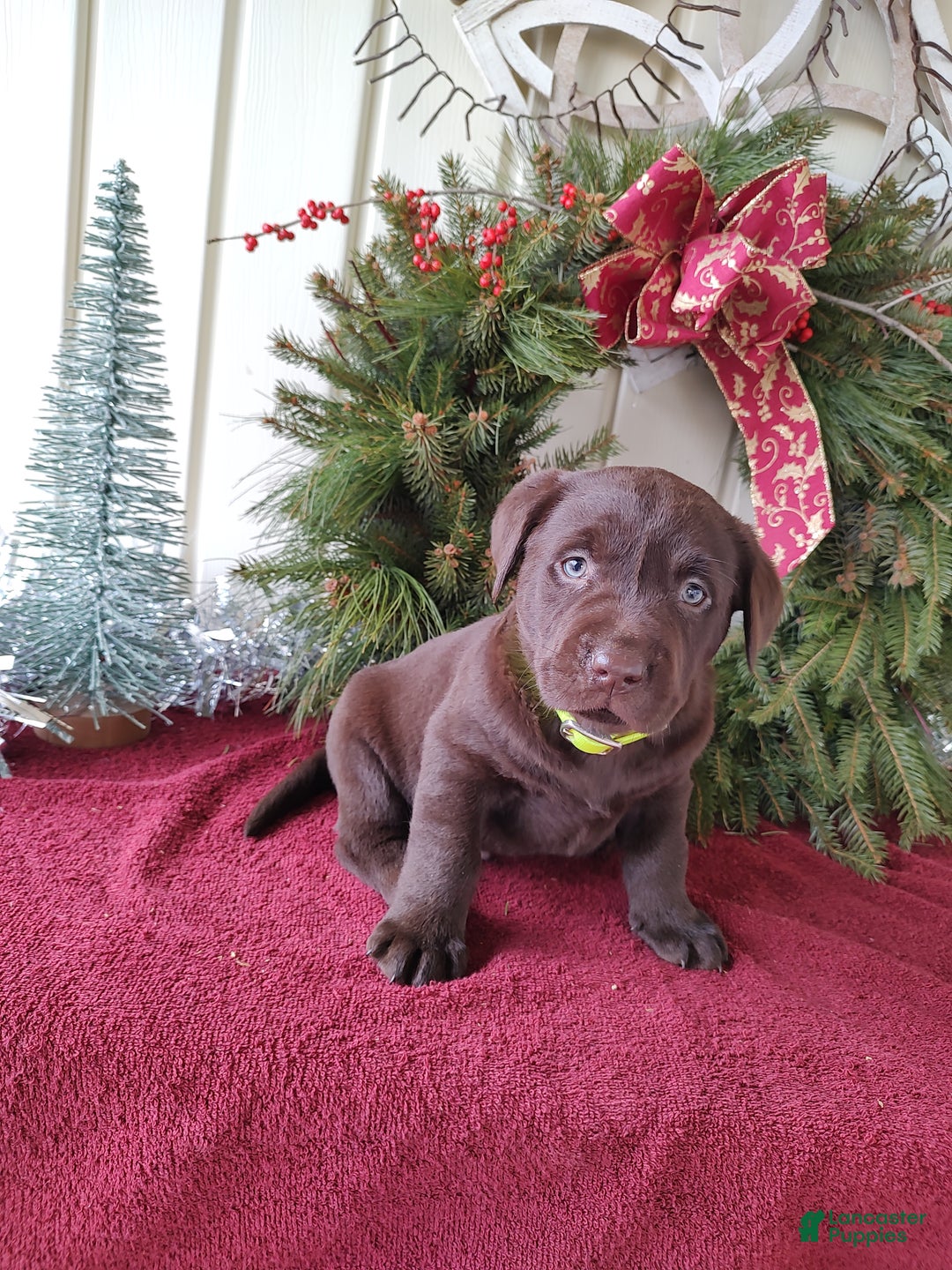 Labrador Retriever dogs for sale: Leo - Ad 2