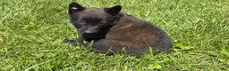 Belgian Malinois dogs for sale: Juneau - Ad 10