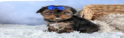 Shorkie dogs for sale: JACKSON - Ad 4