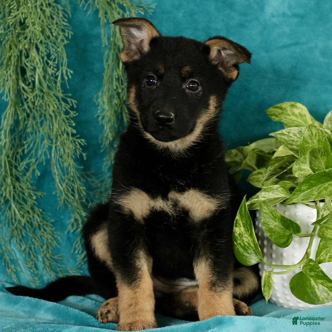 German Shepherd dogs for sale: Tasha  - Ad 3