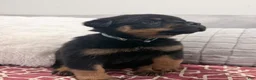 Rottweiler dogs for sale: Sky blue female  - Ad 2
