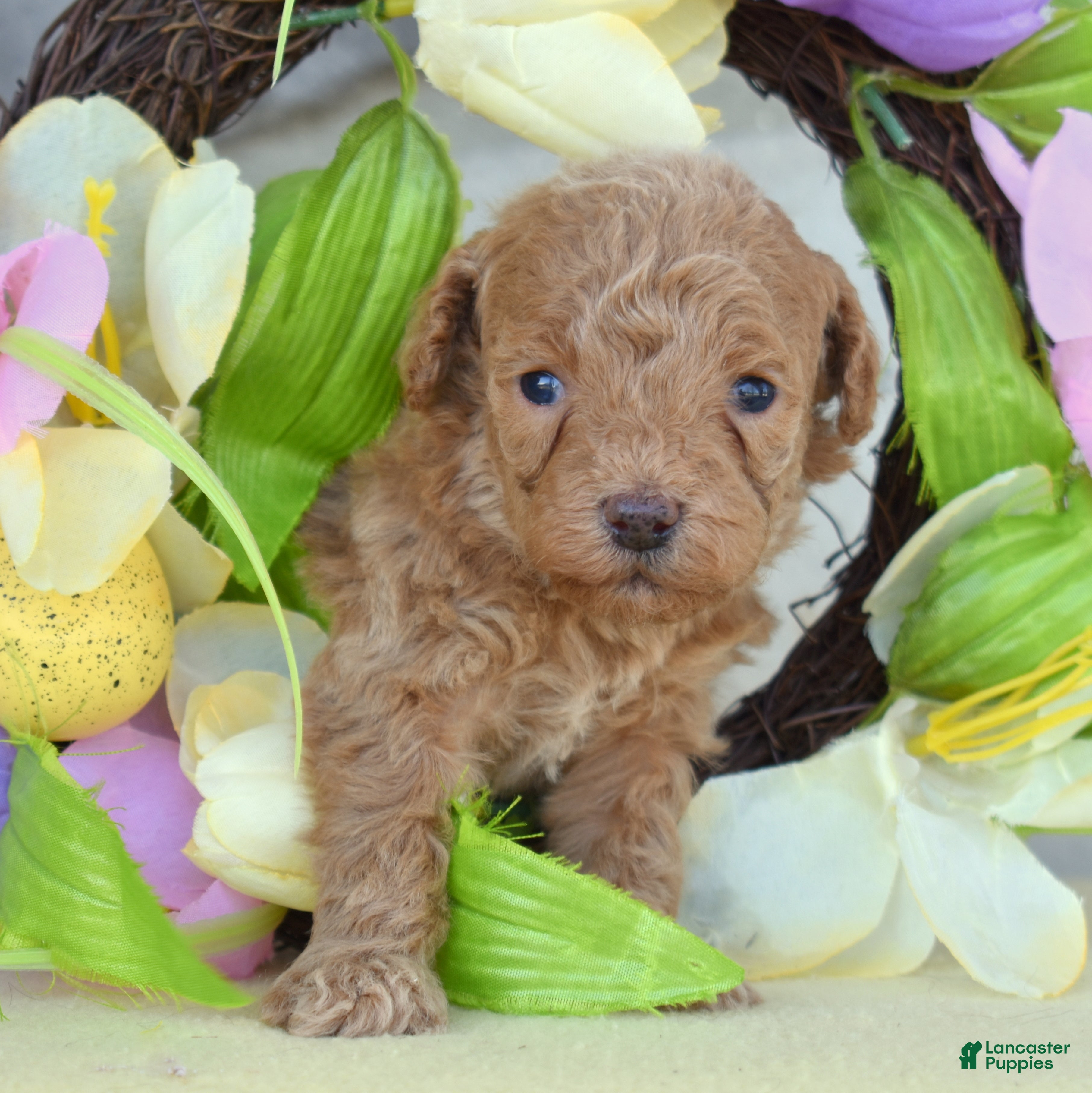 Miniature Poodle dogs Ruby - Ad 1