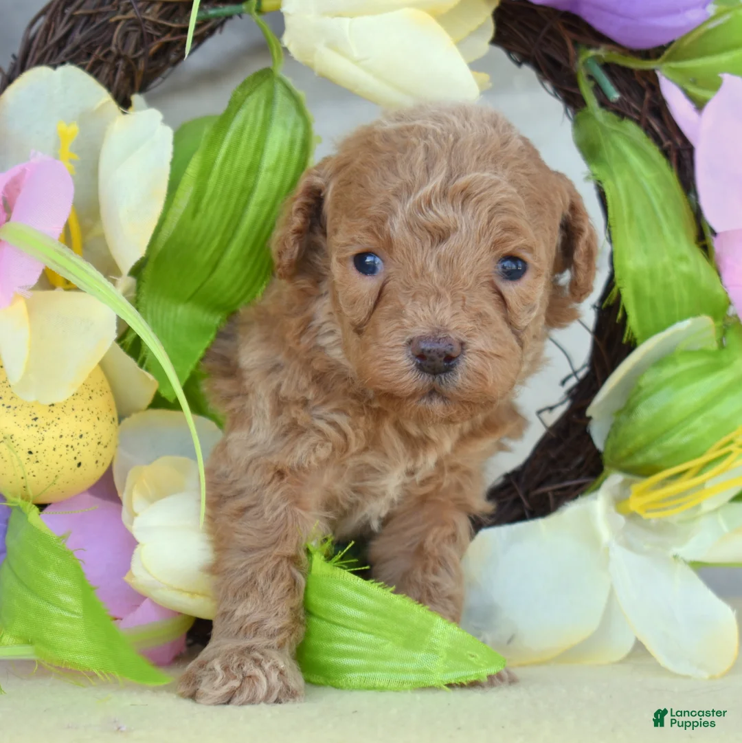 Miniature Poodle dogs for sale: Ruby - Ad 2