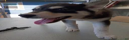 Siberian Husky dogs for sale: Paw paw - Ad 2