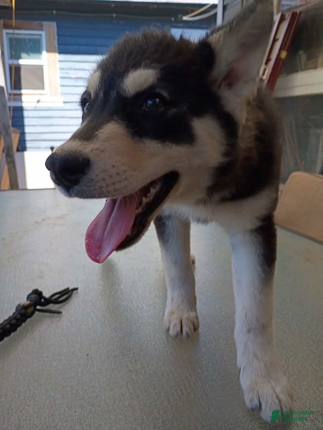 Siberian Husky dogs for sale: Paw paw - Ad 2
