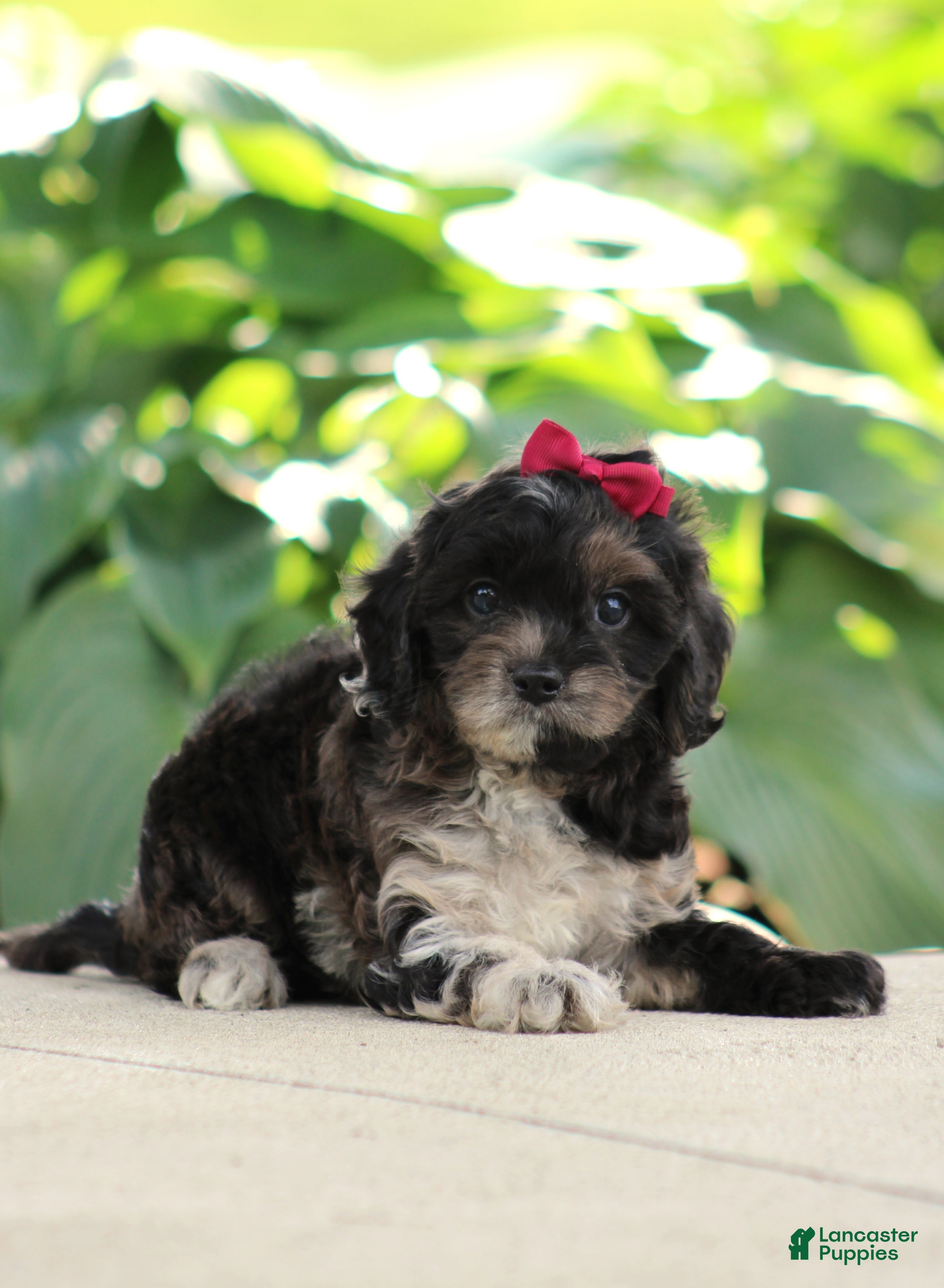 Cavapoo dogs Lexi - Ad 2
