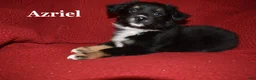 Miniature Australian Shepherd dogs for sale: Male #4 - Azriel - Ad 3