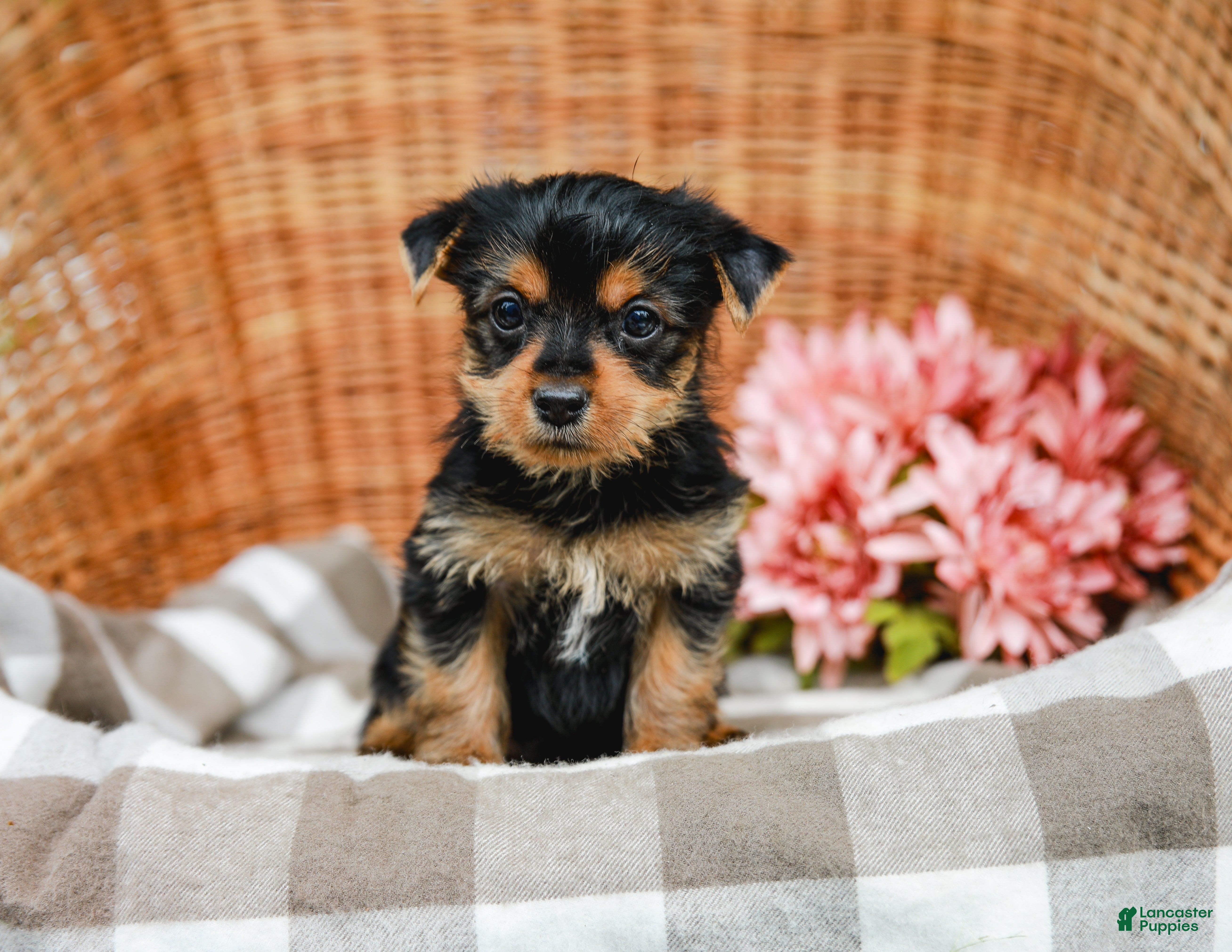Yorkshire Terrier dogs Marley - Ad 1