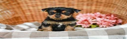 Yorkshire Terrier dogs for sale: Marley - Ad 1