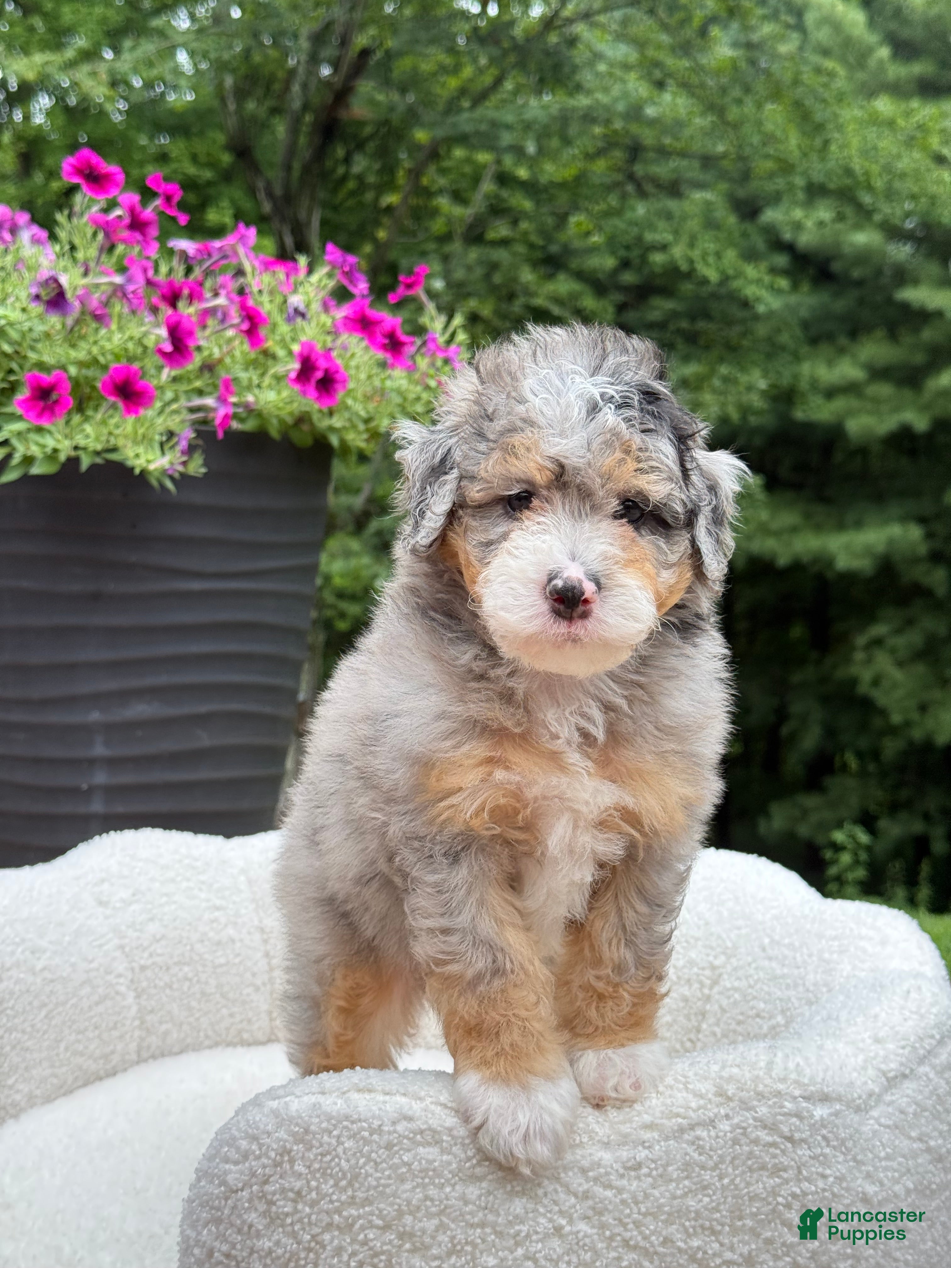 Mini Bernedoodle dogs Teddy   ❤️‍🩹 (tiny) - Ad 2