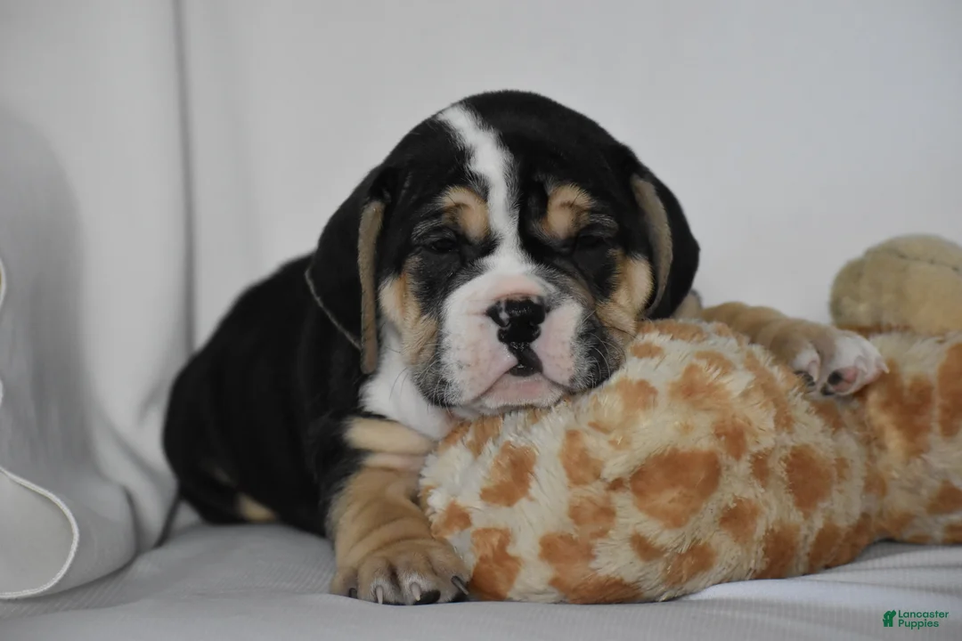 Beabull dogs for sale: Skyler - Ad 4