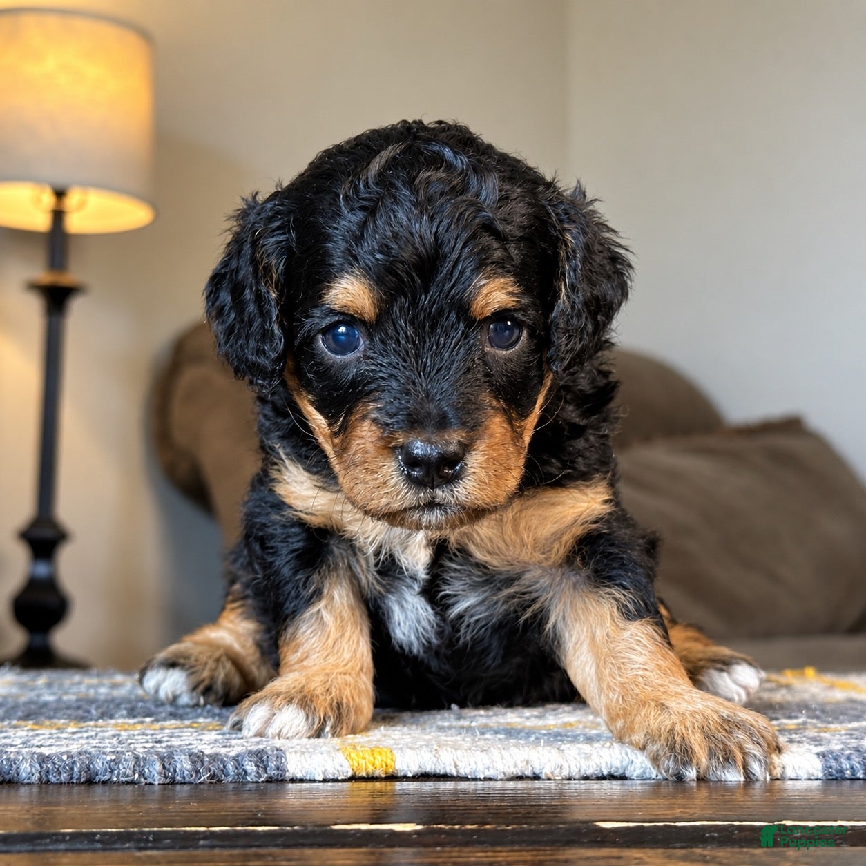 Mixed Breed dogs Black & Tan Micro Bernedoodle - Ad 1