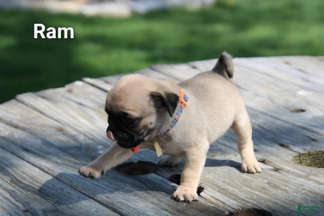 Pug dogs for sale: Ram - Ad 3