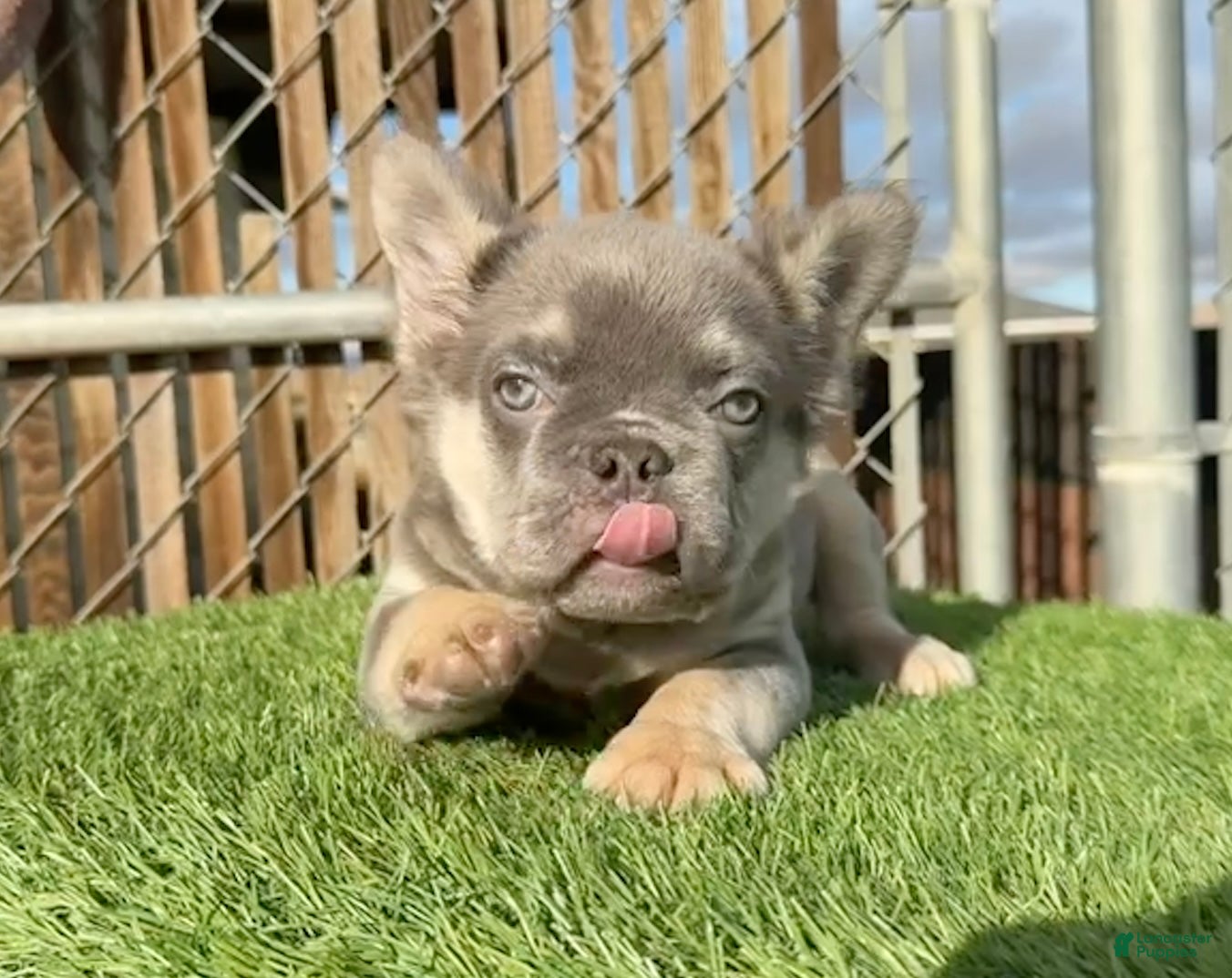 French Bulldog dogs  Rocky - Rare Lilac Tan Fluffy in LA, CA - USA DELIVERY OPTIONS! - Ad 2