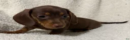 Miniature Dachshund dogs for sale: BAE - Ad 4