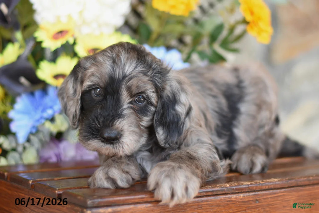 Mini Goldendoodle dogs for sale: Wrangler - Ad 1