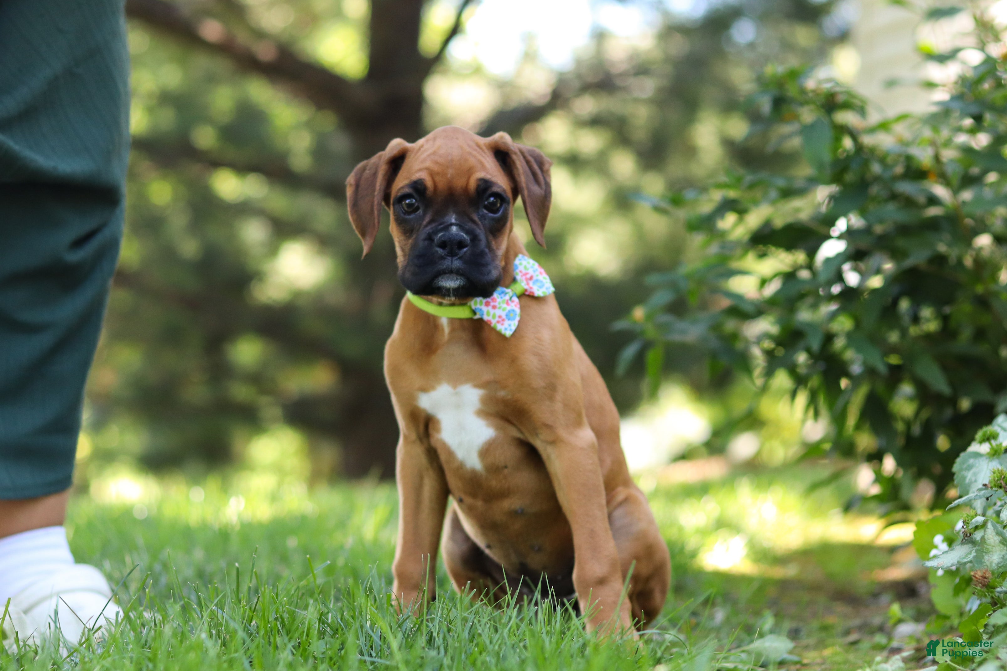 Boxer dogs Lily - Ad 2