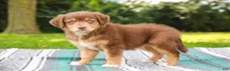Australian Shepherd dogs for sale: Captain - Ad 6