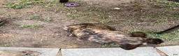 Mixed Breed dogs for sale: Mixed Breed 2 - Ad 3
