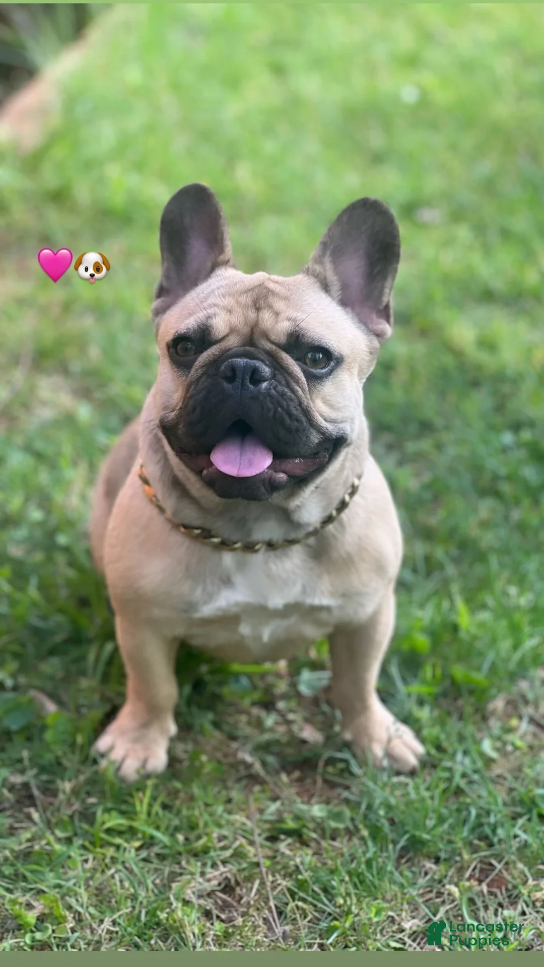 French Bulldog dogs for sale: French Bulldog Puppy 1 - Ad 2