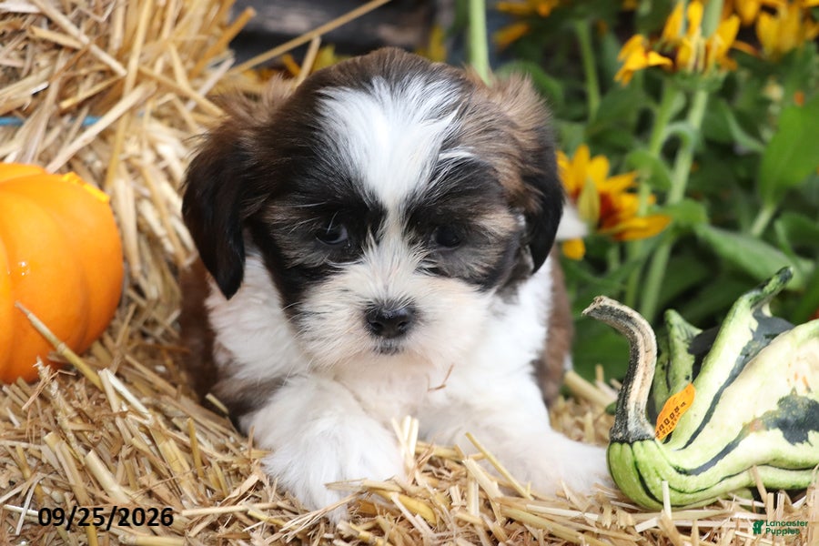 Shih Tzu dogs Autumn - Ad 2