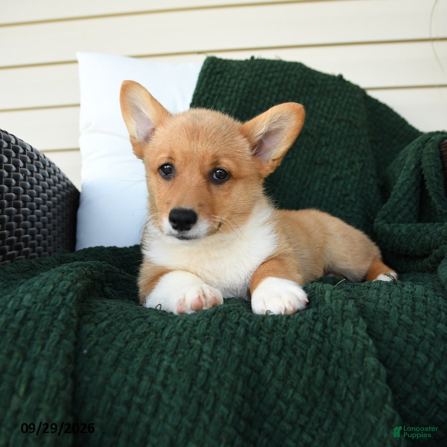 Welsh Corgi Pembroke dogs Blossom  - Ad 2