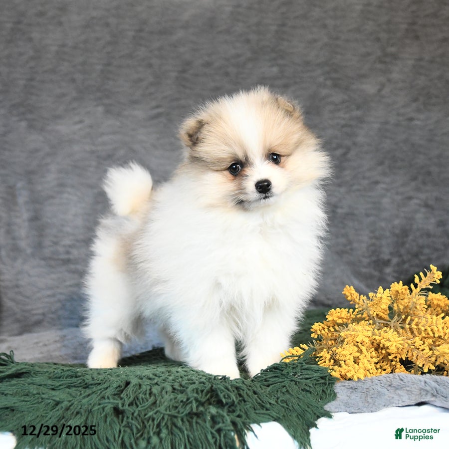 Pomeranian dogs Fancy - Ad 16