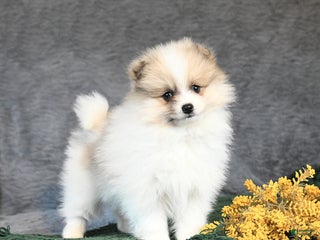 Pomeranian dogs Fancy - Ad 16
