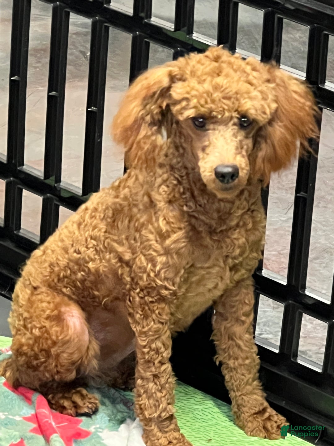Miniature Poodle dogs for sale: Red Ruby - Ad 2