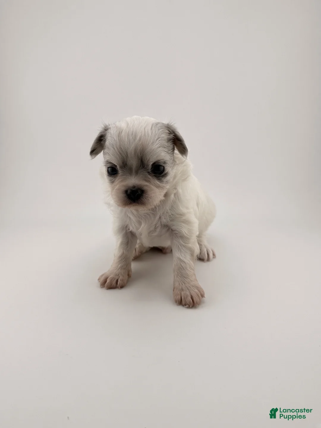 Chihuahua dogs for sale: Chihuahua 2 - Ad 2