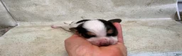 Mixed Breed dogs for sale: Wave - Ad 17