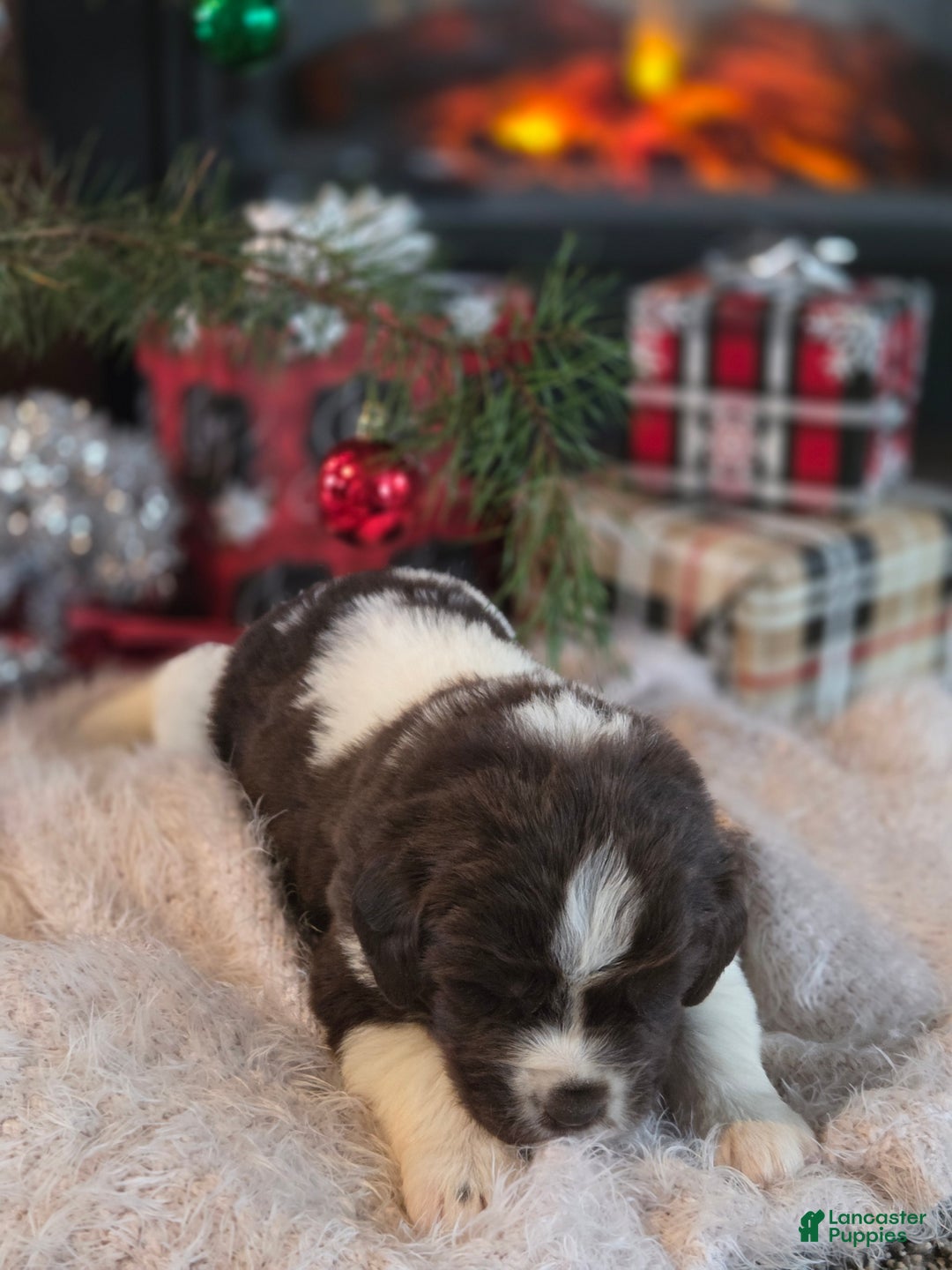 Newfoundland dogs for sale: Frosty  - Ad 3
