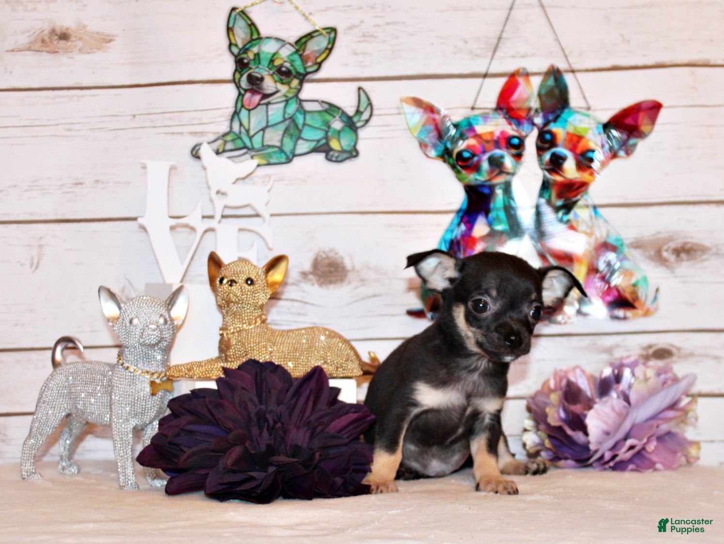 Chihuahua dogs Egypt - Ad 1