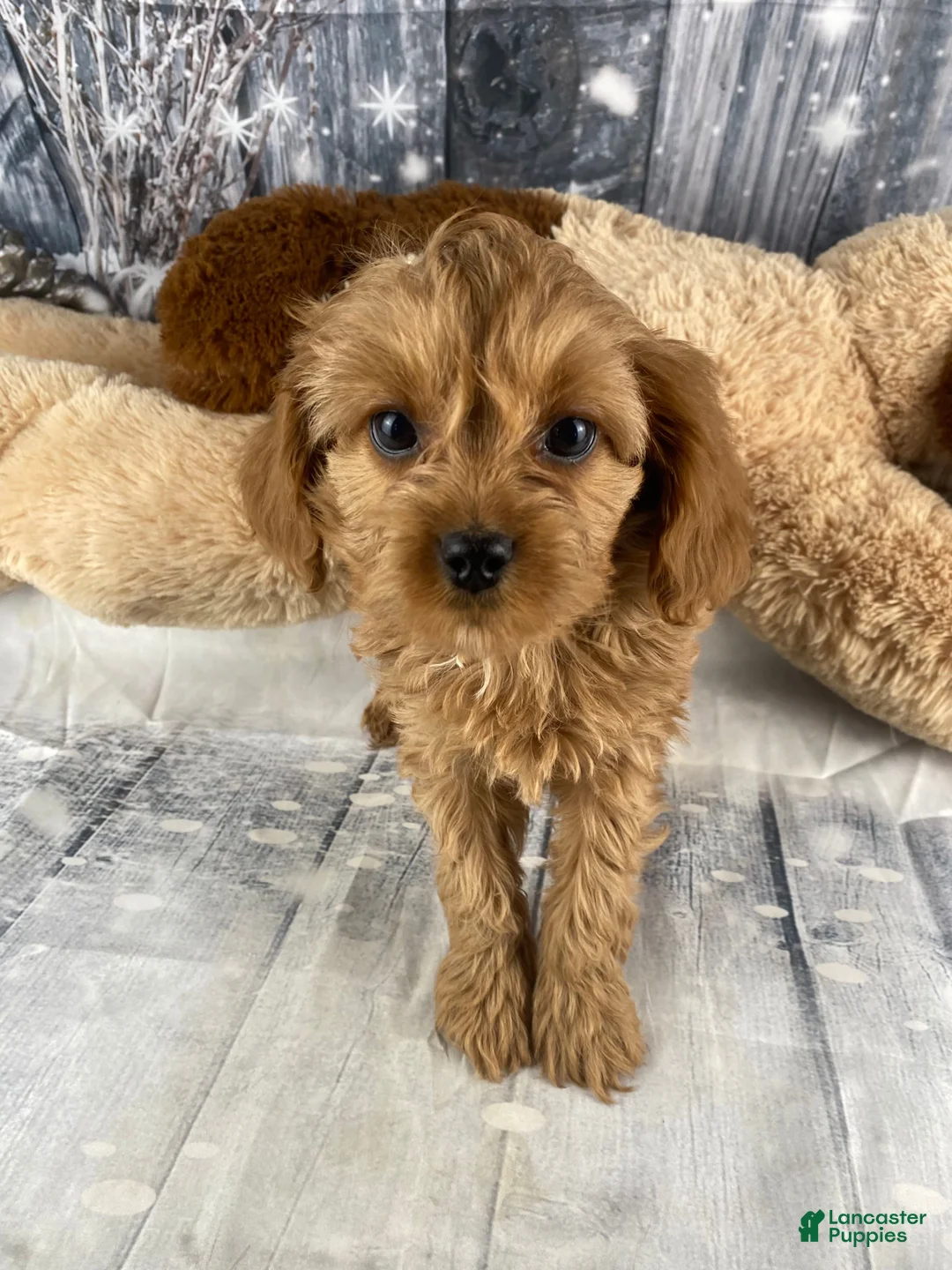 Cavapoo dogs for sale: Mabel - Ad 10