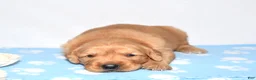 Golden Retriever dogs for sale: Adayah - Ad 2
