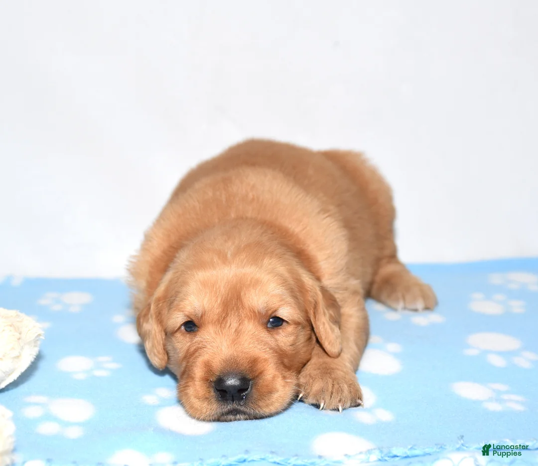 Golden Retriever dogs for sale: Adayah - Ad 2