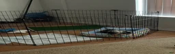 Mixed Breed dogs for sale: Milo - Ad 2