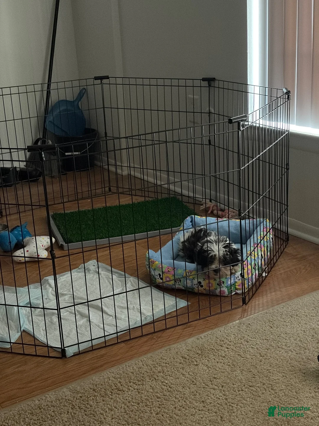 Mixed Breed dogs for sale: Milo - Ad 2