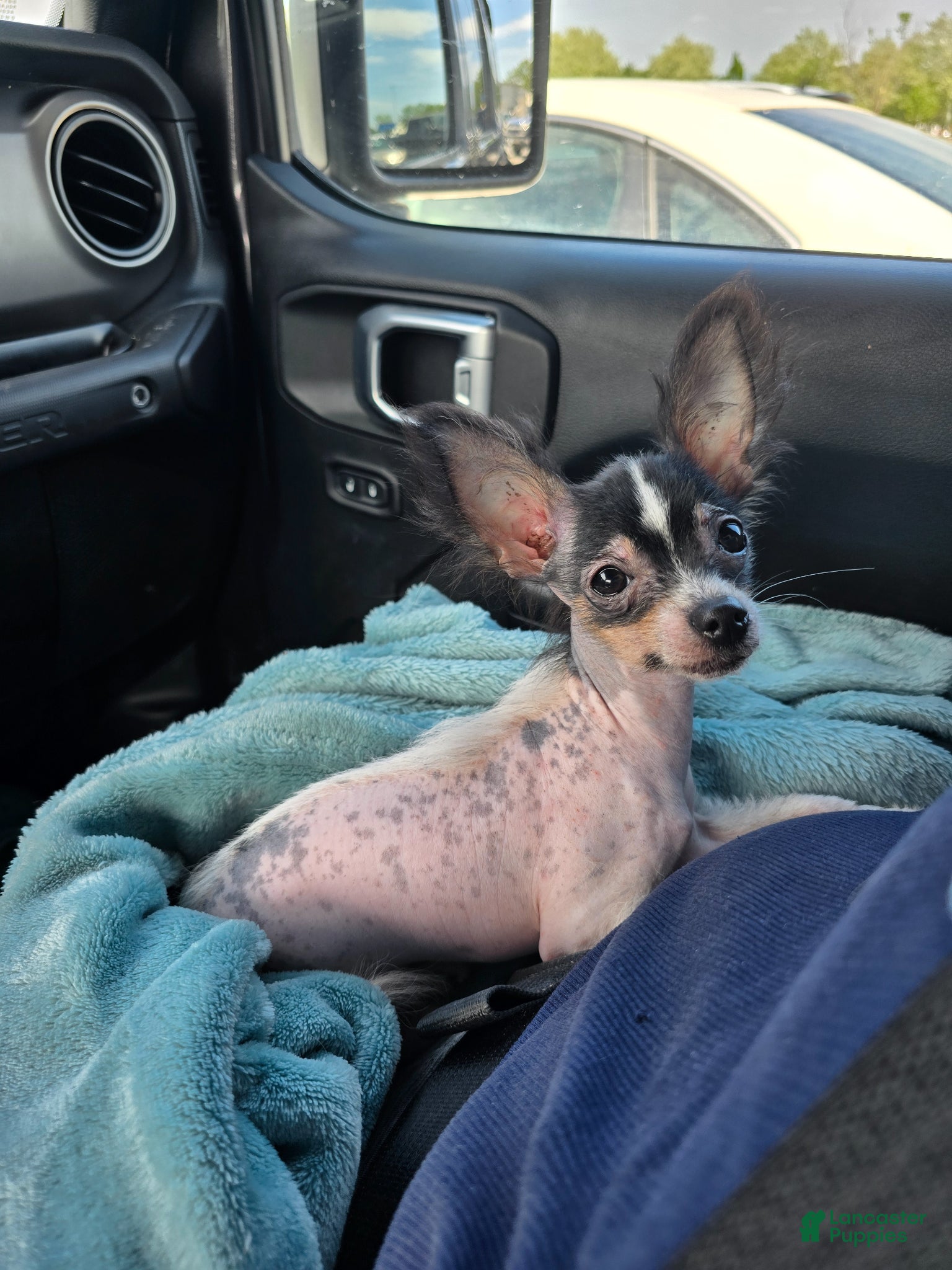 Chihuahua dogs Chihuahua Puppy 1 - Ad 35