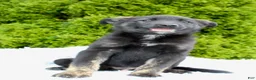Mixed Breed dogs for sale: Jimmy - Ad 4